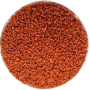 halim-seeds